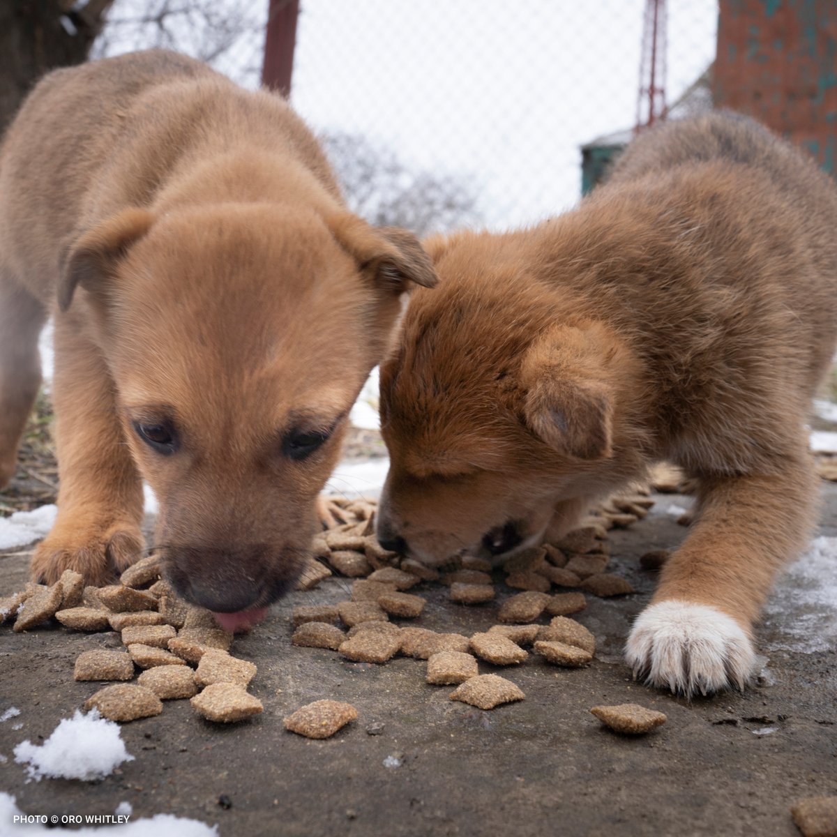 20230217_Two Tan Puppies Eating_©Oro Whitley_Ukraine Response_Food Boxes and Blankets Distribution (Halystynove) (1)-square