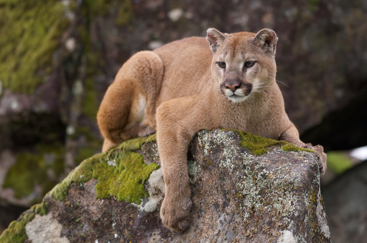 Protecting Pumas in Argentina s Wild Spaces