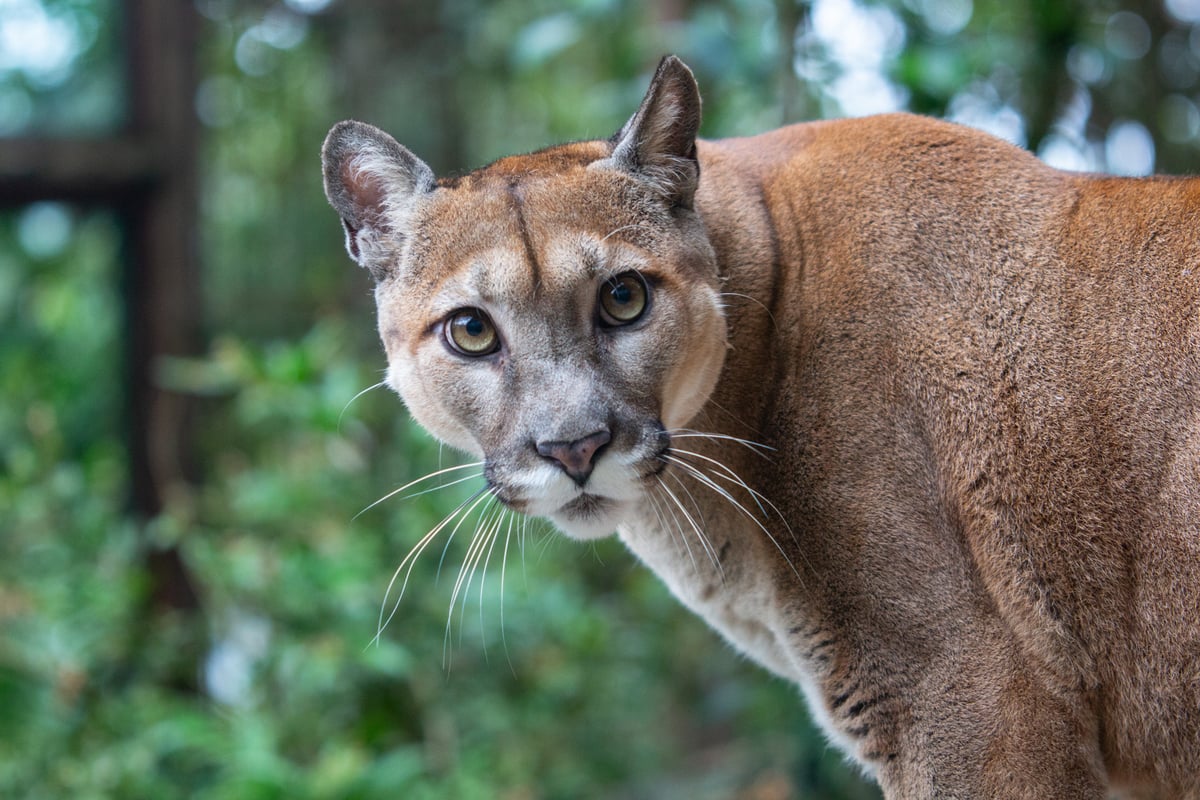 Protecting Pumas in Argentina s Wild Spaces