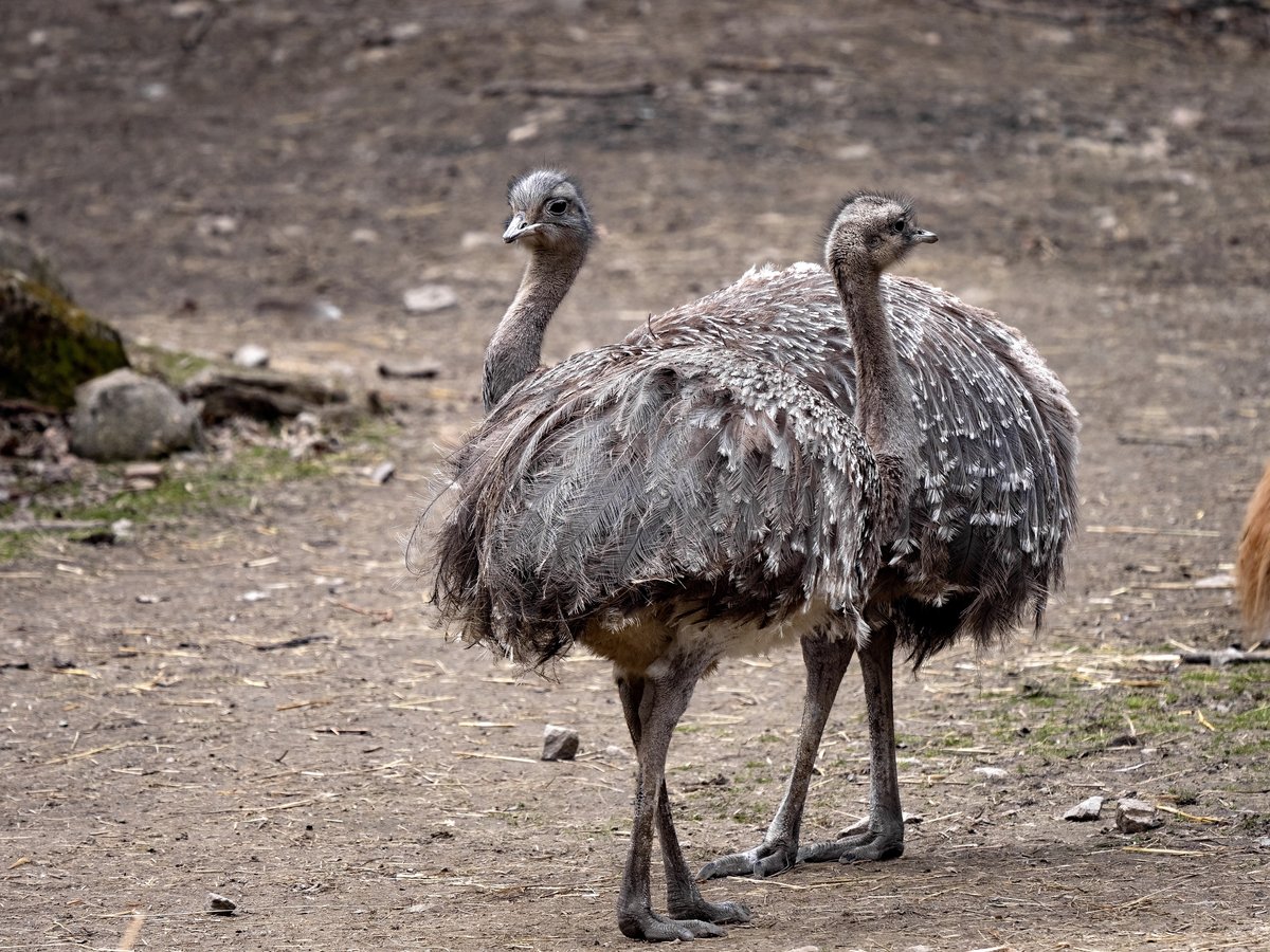 Darwin’s Rhea and the Biodiversity of Argentina