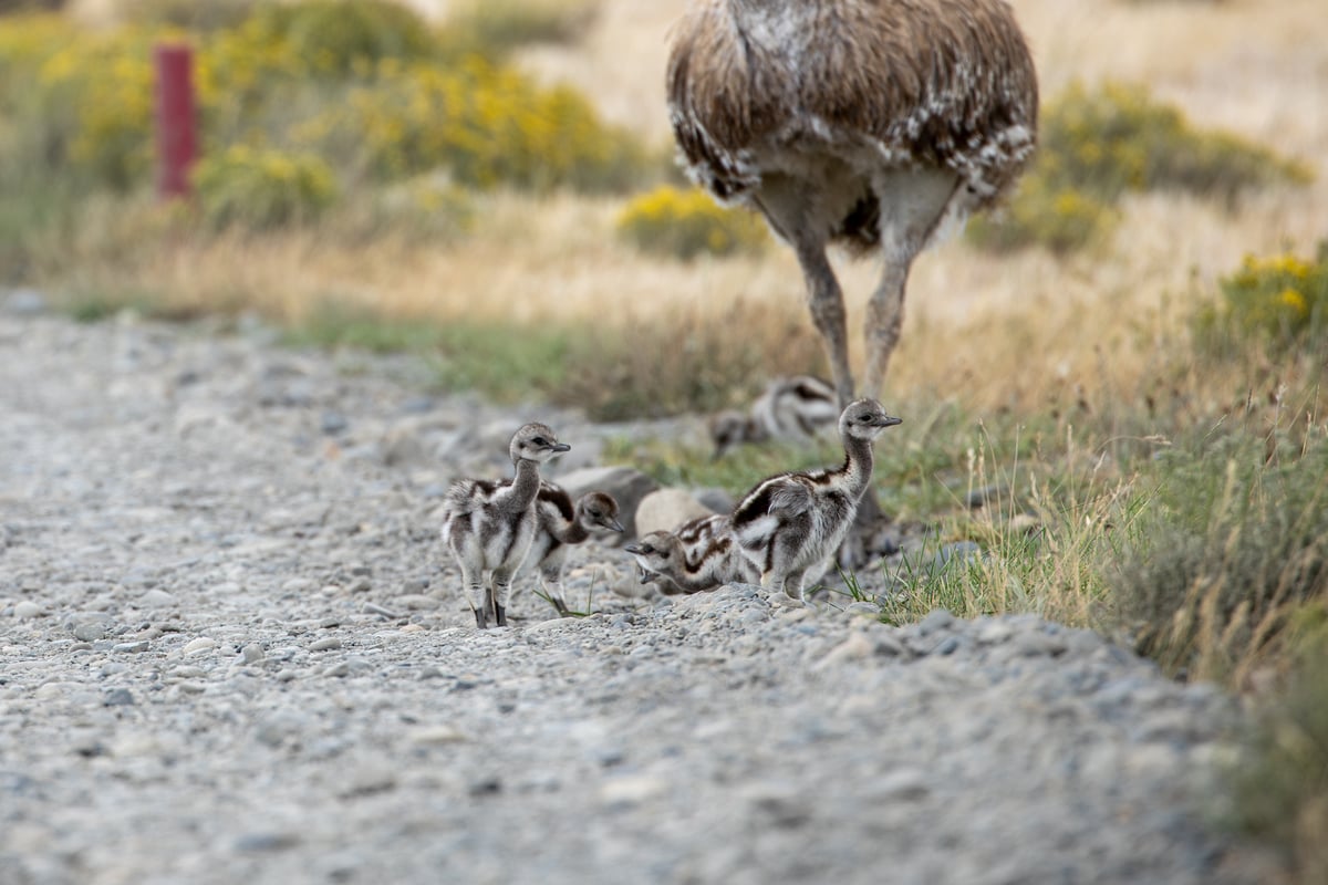 Darwin’s Rhea and the Biodiversity of Argentina