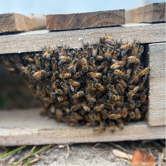 Bees