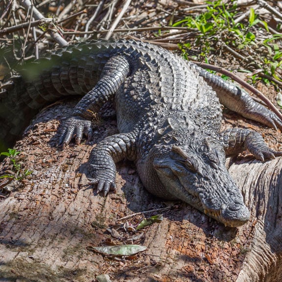 Crocodile-Square-01