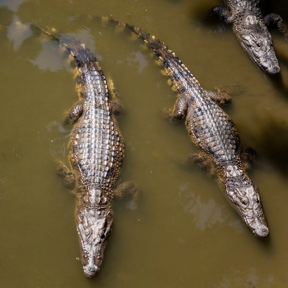 Crocodile-Square-02