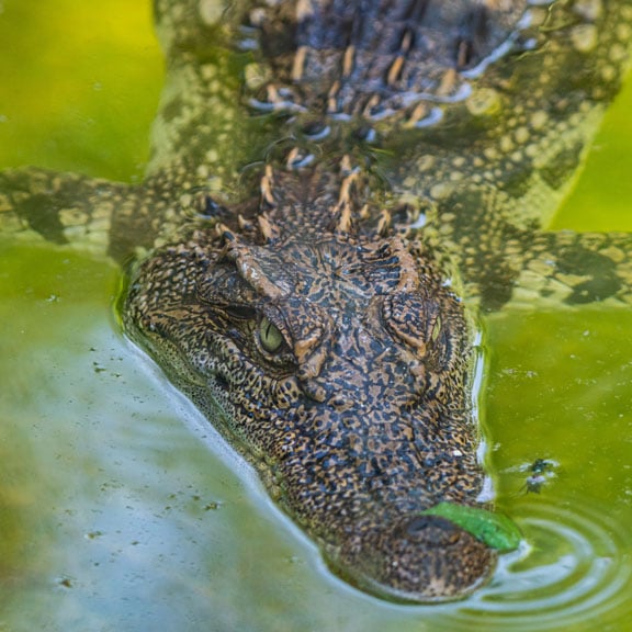 Crocodile-Square-03
