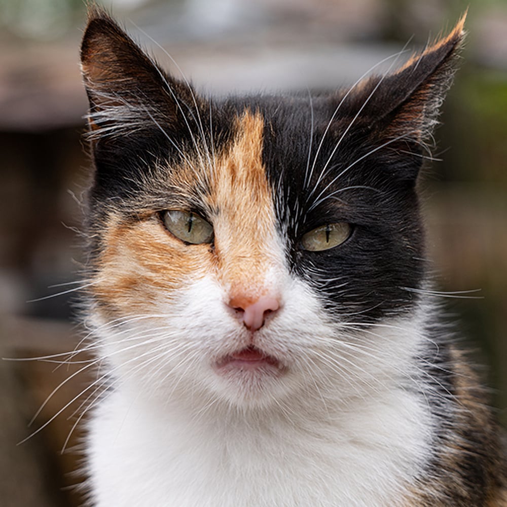 Give-Good-Cat-Care-Packages