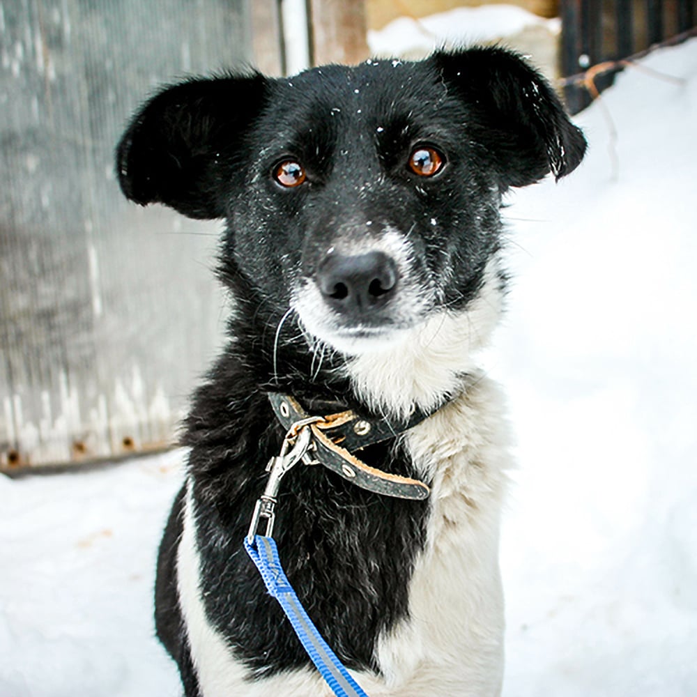 Give-Good-Dog-Care-Packages