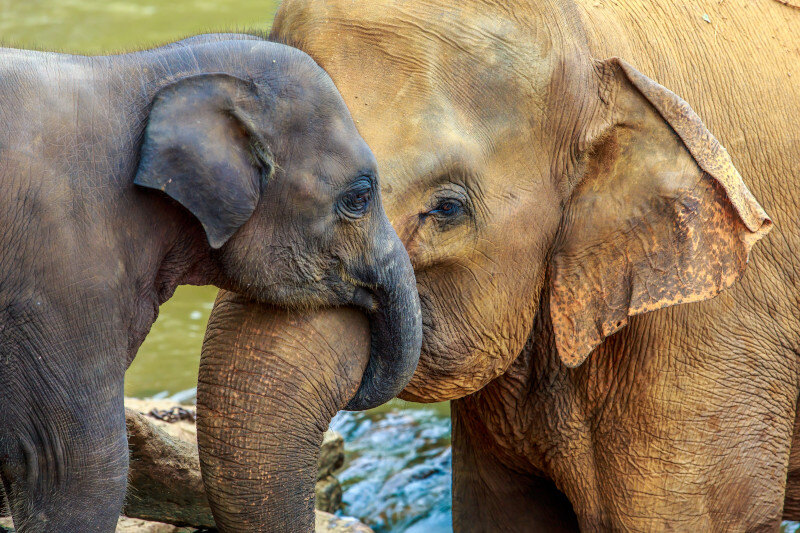 Elephant Tons of Love Elephant Tons of Love