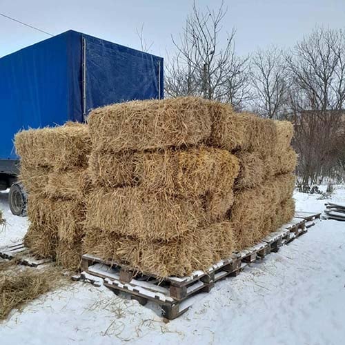 VS-Photograph_20240112_DRI_Ukraine_UnitedforAnimals_009_©UfA