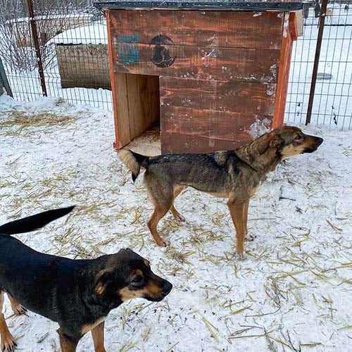 VS-Photograph_20240122_DRI_UnitedforAnimals_WinterRelief_002_©UfA