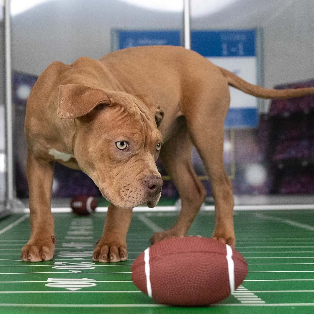 VS-Photograph_20240205_GGC-ShelterBowl_FeaturedPet_Blitz_003_©BerkeleyHumane