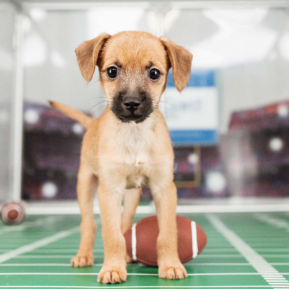 VS-Photograph_20240205_GGC-ShelterBowl_FeaturedPet_Chief_004_©BerkeleyHumane