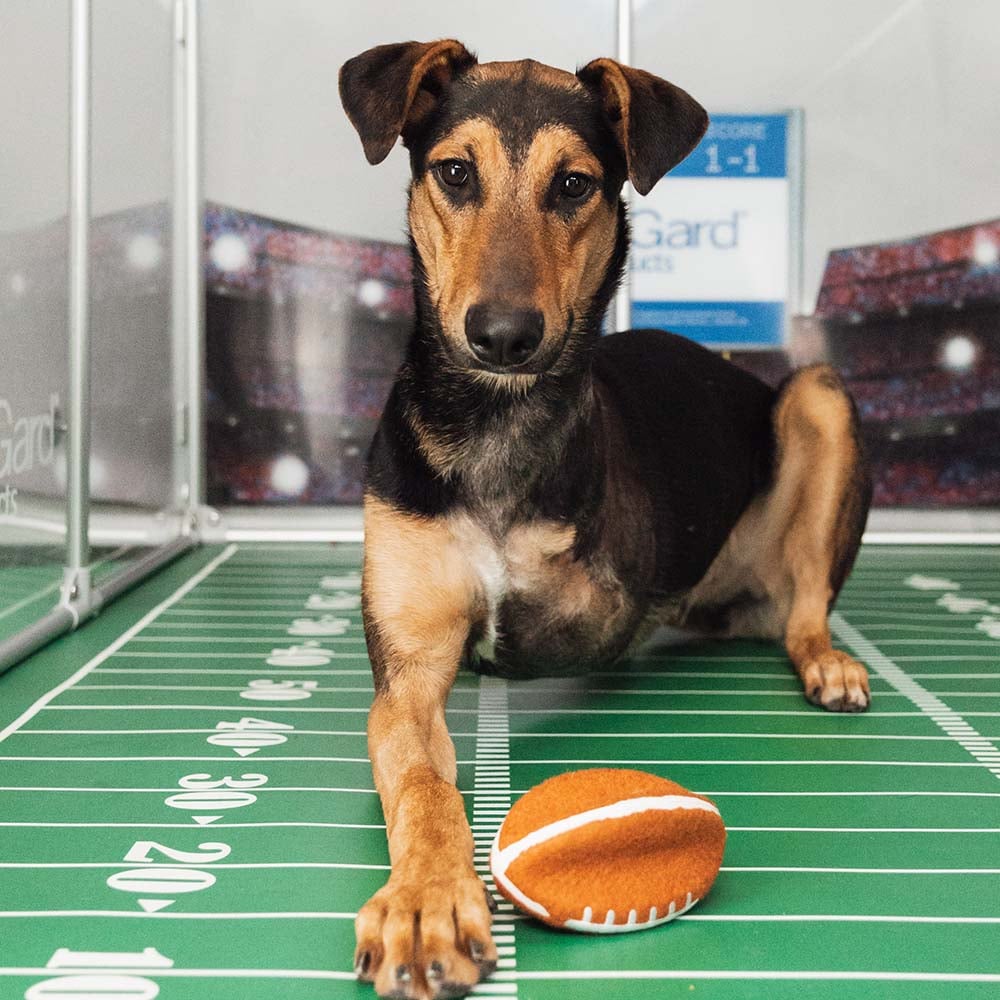 VS-Photograph_20240205_GGC-ShelterBowl_FeaturedPet_Jorge_002_©BerkeleyHumane