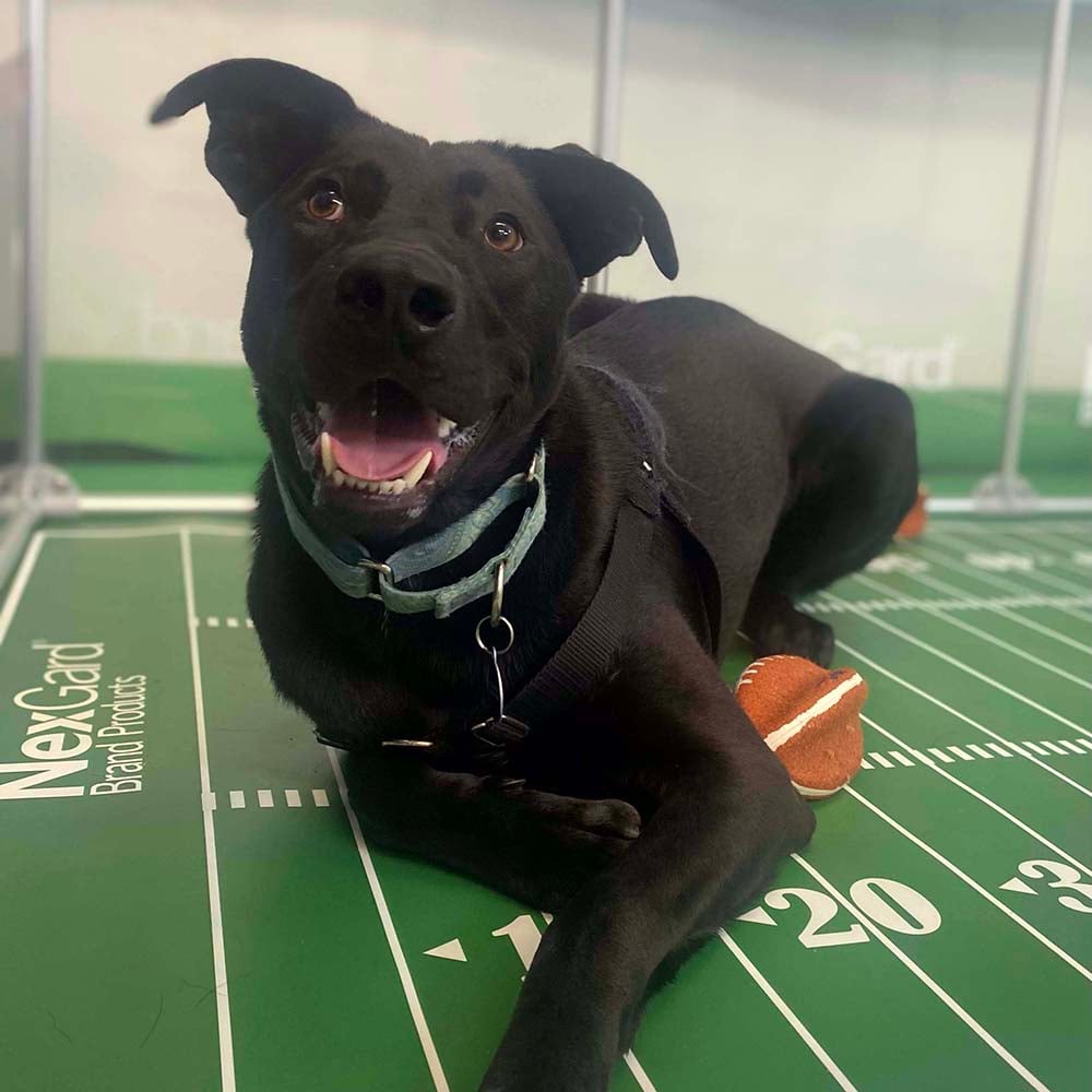 VS-Photograph_20240205_GGC-ShelterBowl_FeaturedPet_Lilac_001_©BerkeleyHumane