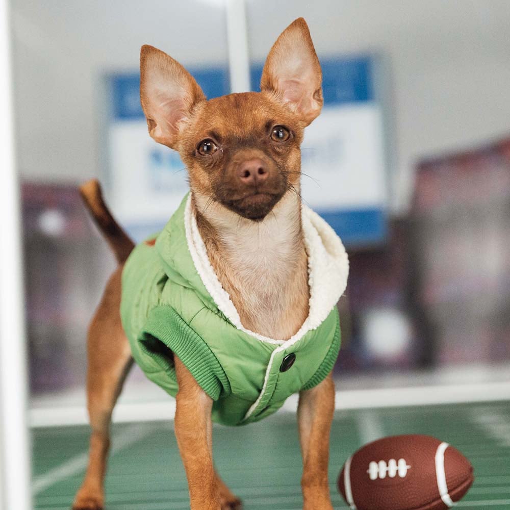 VS-Photograph_20240205_GGC-ShelterBowl_FeaturedPet_Pocket_003_©BerkeleyHumane