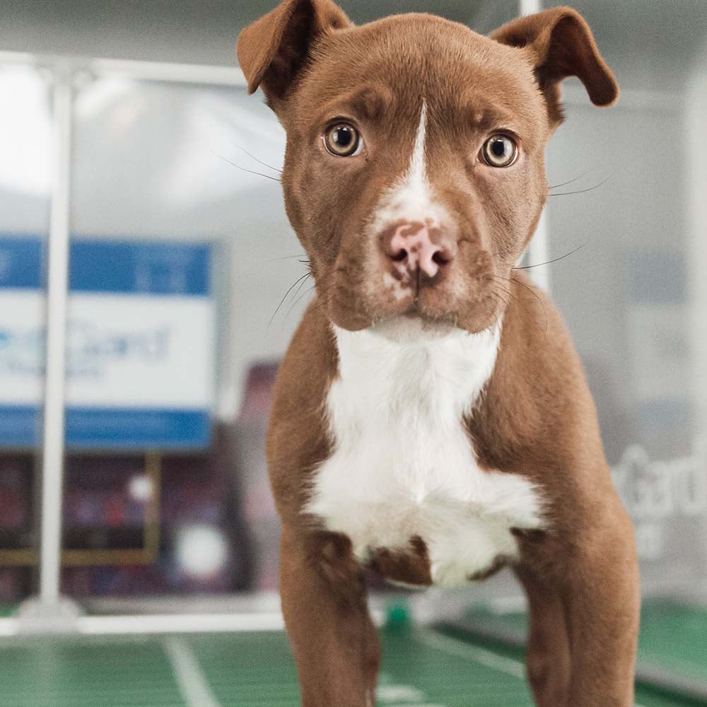 VS-Photograph_20240205_GGC-ShelterBowl_FeaturedPet_Purdy_002_©BerkeleyHumane