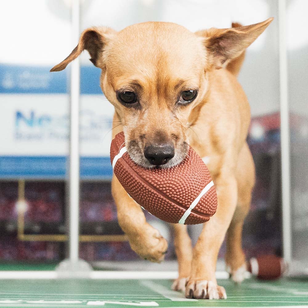 VS-Photograph_20240205_GGC-ShelterBowl_FeaturedPet_Russell_008_©BerkeleyHumane
