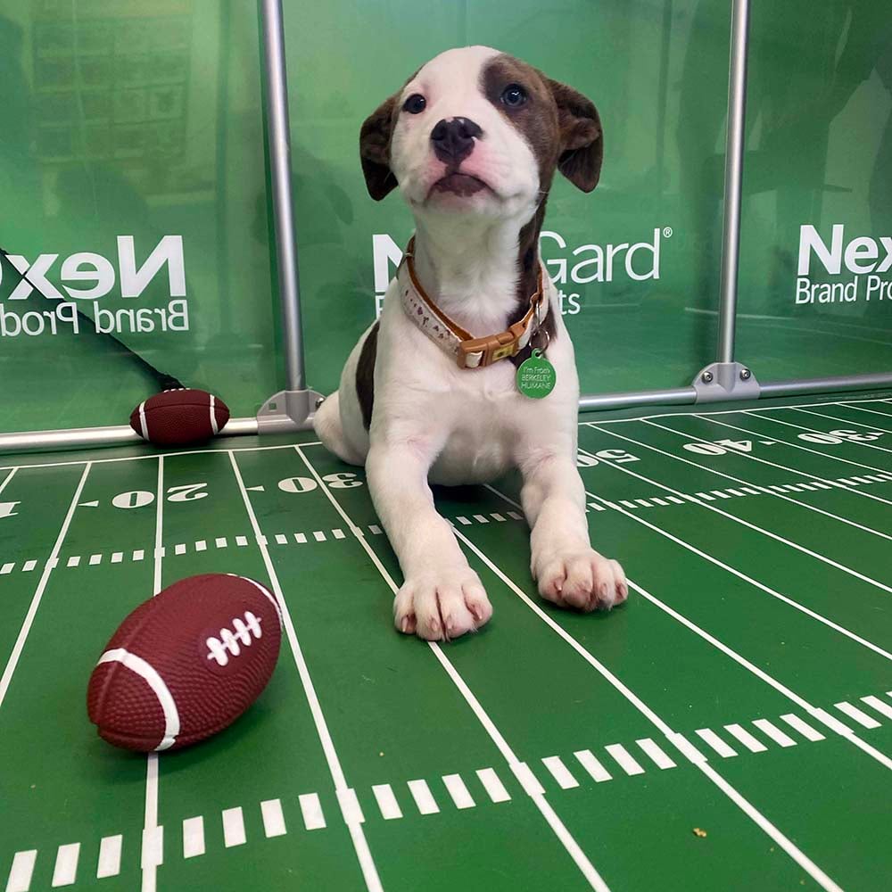 VS-Photograph_20240205_GGC-ShelterBowl_FeaturedPet_Snap_002_©BerkeleyHumane