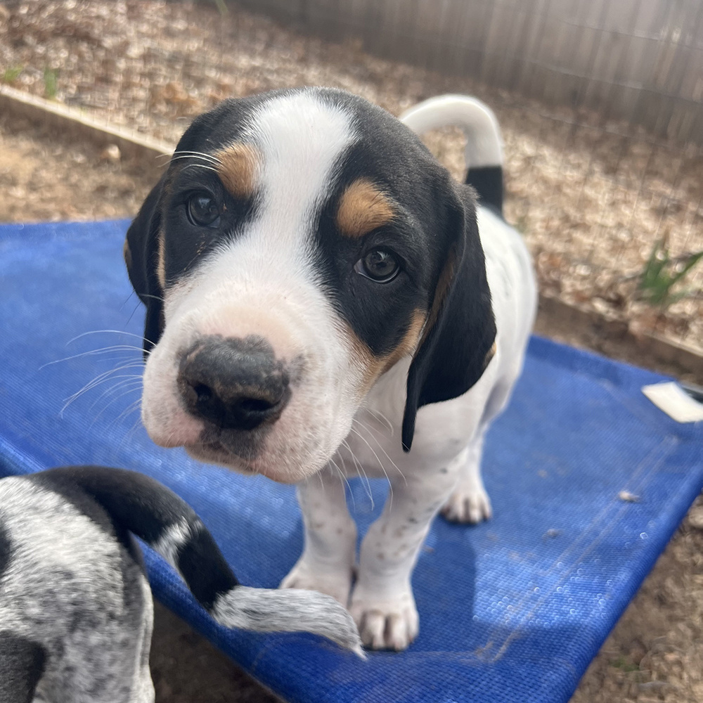 VS-Photograph_20240221_GDS_LHDR_002_©LegacyofHopeDogRescue