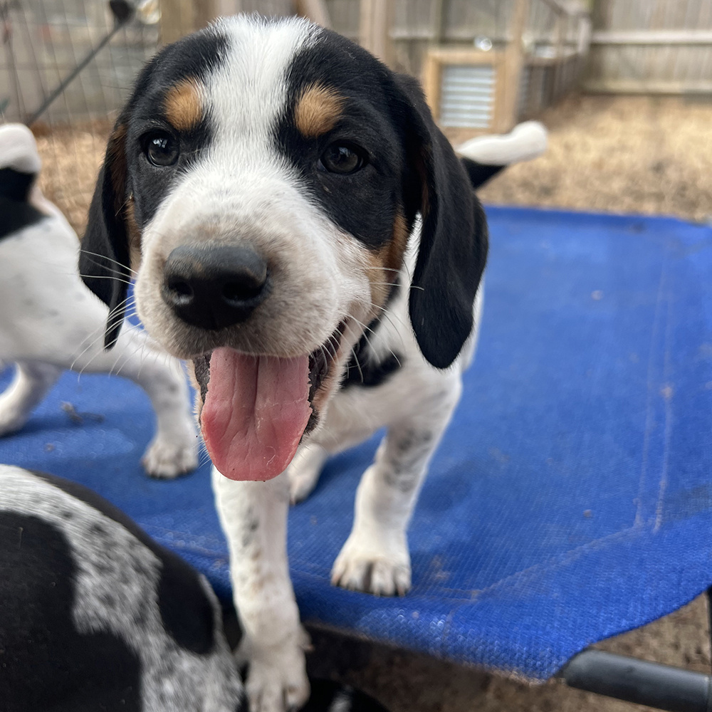 VS-Photograph_20240221_GDS_LHDR_004_©LegacyofHopeDogRescue