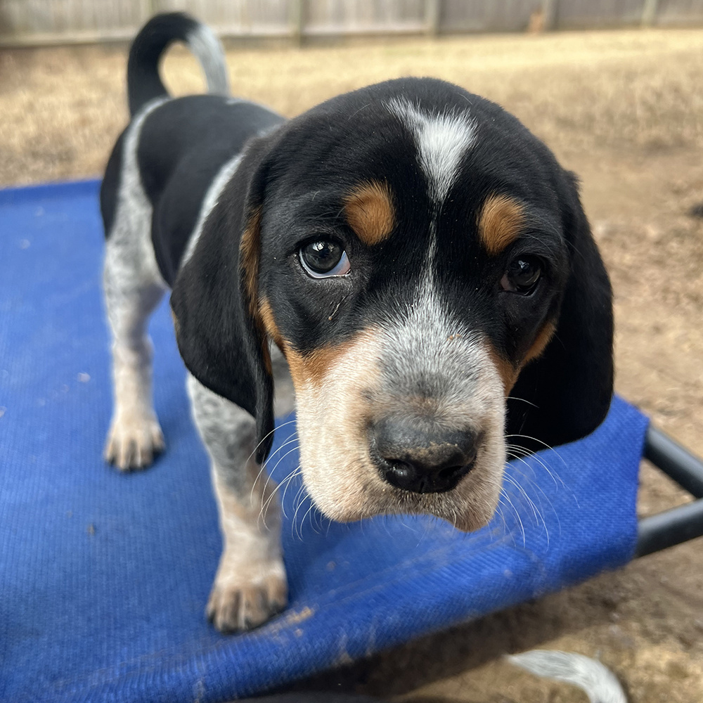 VS-Photograph_20240221_GDS_LHDR_005_©LegacyofHopeDogRescue