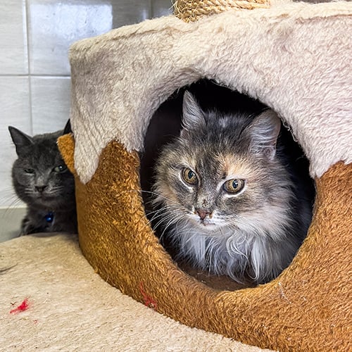 VS-Photograph_20240323_DRI_Ukraine_PatronPetCenter_U-Hearts_009_©GGC