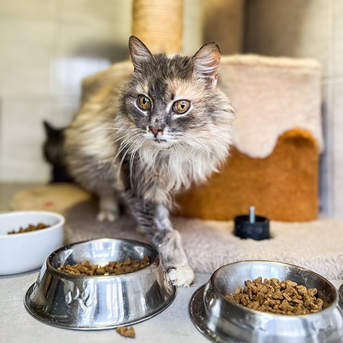 VS-Photograph_20240323_DRI_Ukraine_PatronPetCenter_U-Hearts_010_©GGC