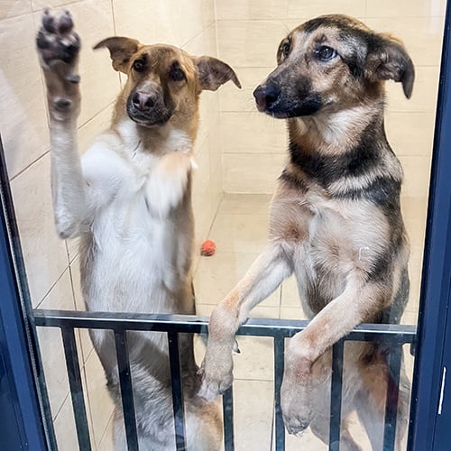 VS-Photograph_20240323_DRI_Ukraine_PatronPetCenter_U-Hearts_014_©GGC