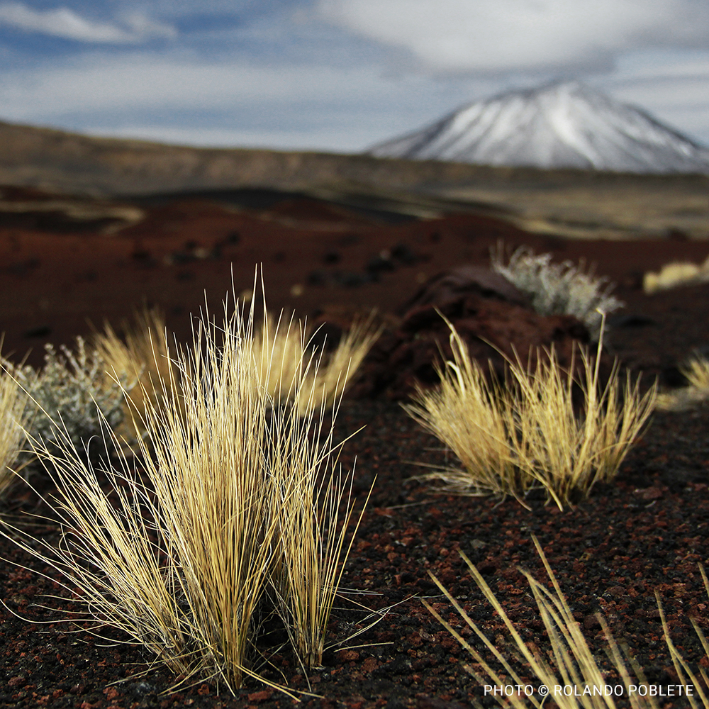 VS-Photograph_20240401_GDE_ArgetinaLandPurchase_001_©RolandoPoblete