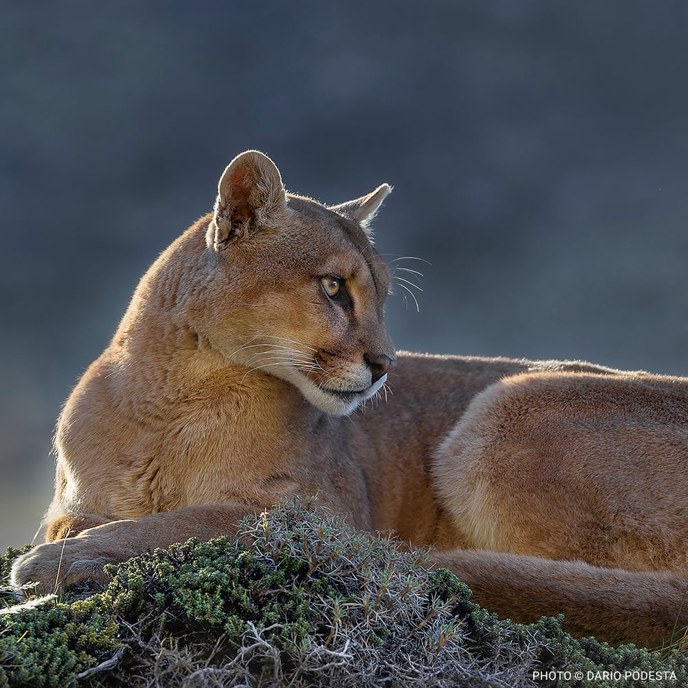 VS-Photograph_20240401_GDE_ArgetinaLandPurchase_003_©DaríoPodestá