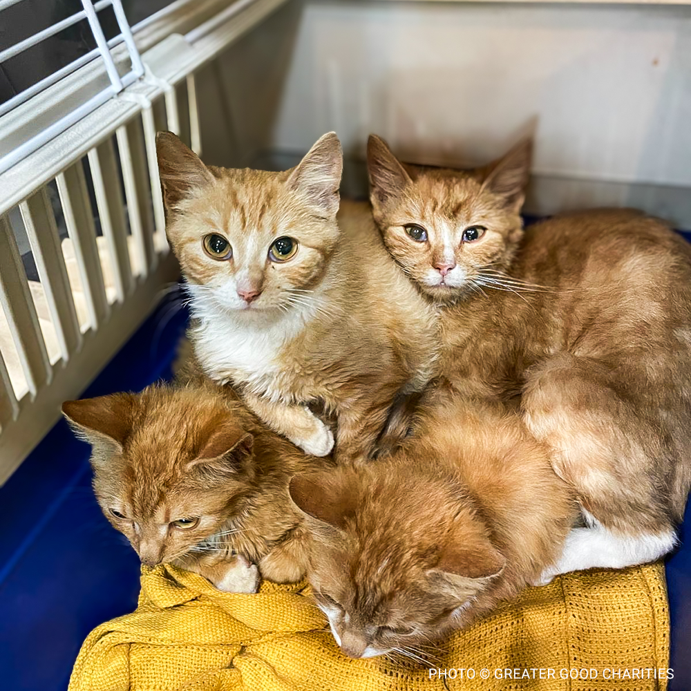 VS-Photograph_20240415_FIX_Ukraine_Lviv_004_©GGC