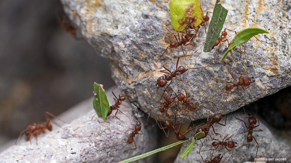 VS-Photograph_20240420_GDE_Mexico_002_©SkyJacobs