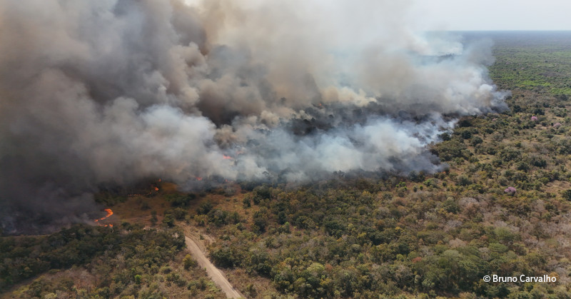 VS-Photograph_20240805_PP_Onçafari_Fires_ReservaSãoFranciscodoPerigara_001_©BrunoCarvalho