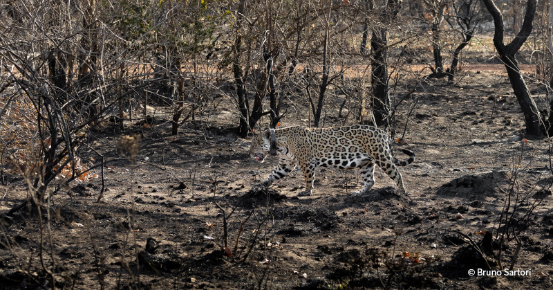 VS-Photograph_20240806_PP_Onçafari_Animals_003_©BrunoSartori