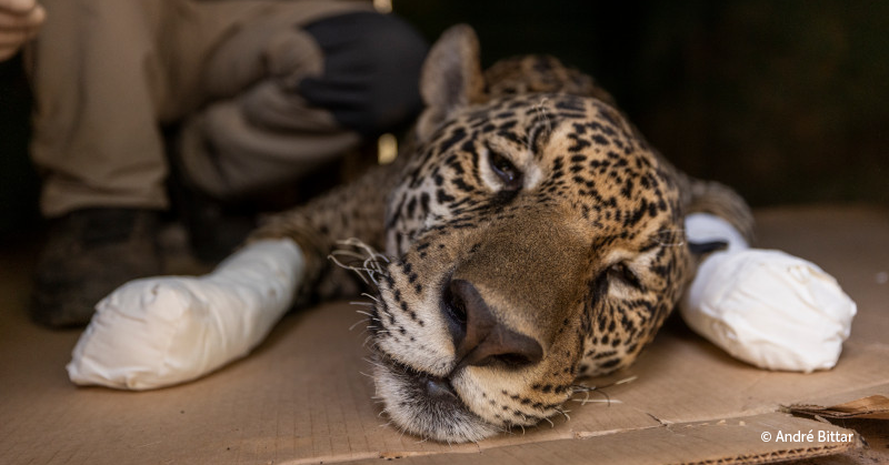 VS-Photograph_20240815_PP_Onçafari_Itapira_015_©AndréBittar-1