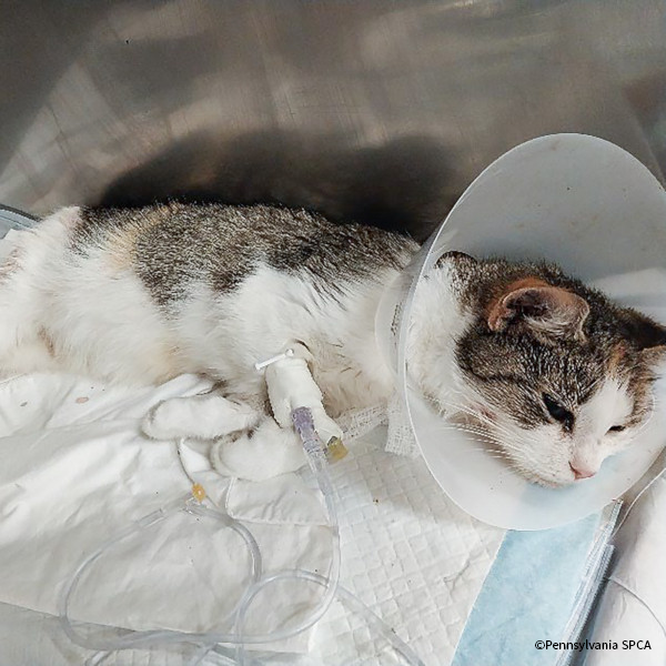 VS-Photograph_20240926_EAM_PA-SPCA_Kimiko_002_©PennsylvaniaSPCA-1