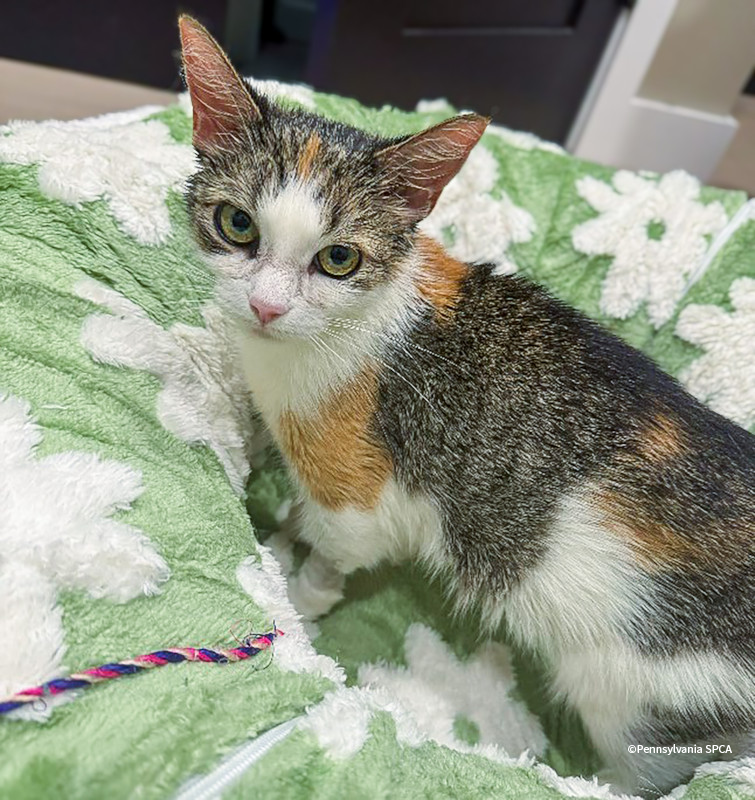 VS-Photograph_20241028_EAM_PA-SPCA_Kimiko_001_©PennsylvaniaSPCA-2