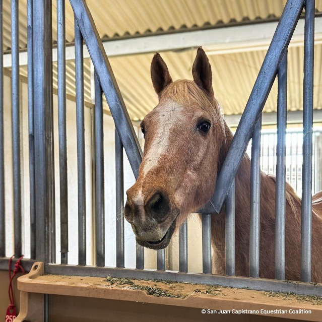 Provide Aid for Horses in Need