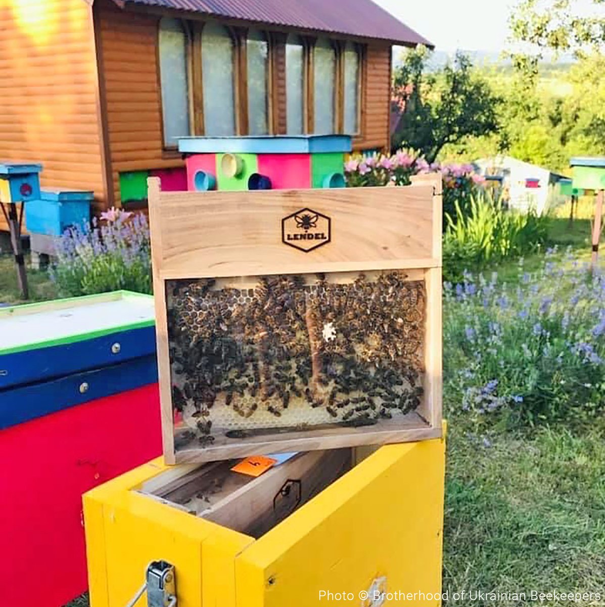 ukraine-bees-landingpage1