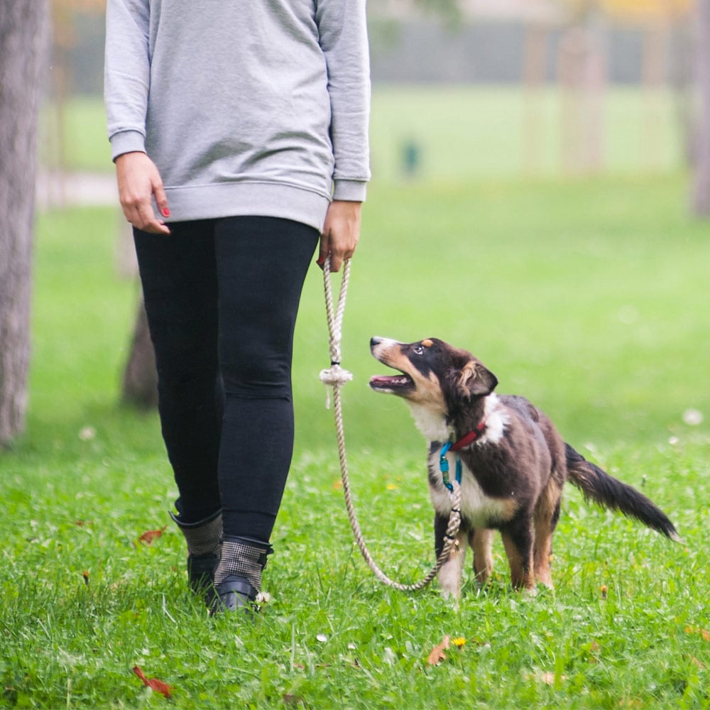 walking-the-dog-day