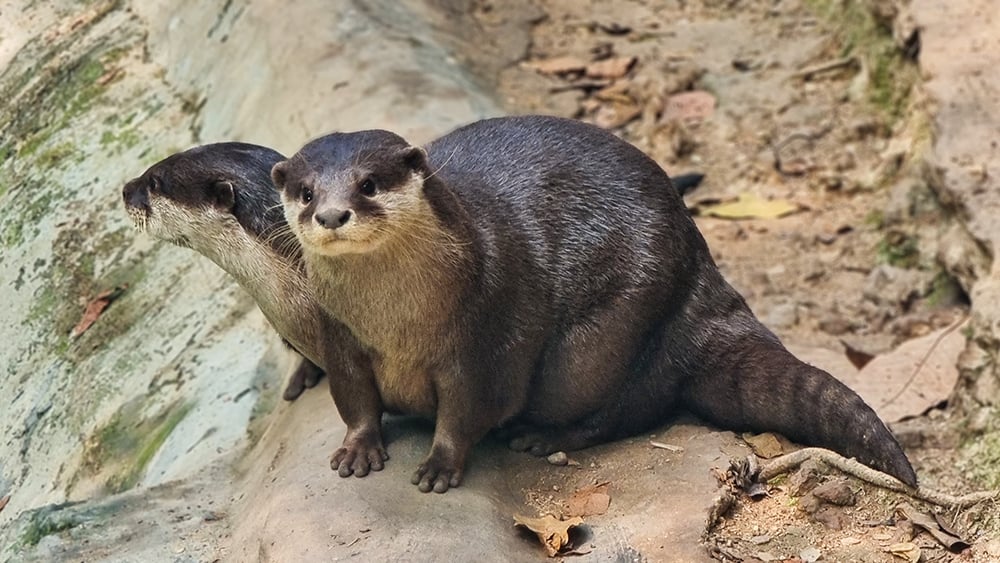 9 Facts About Small-Clawed Otters And how you can save them